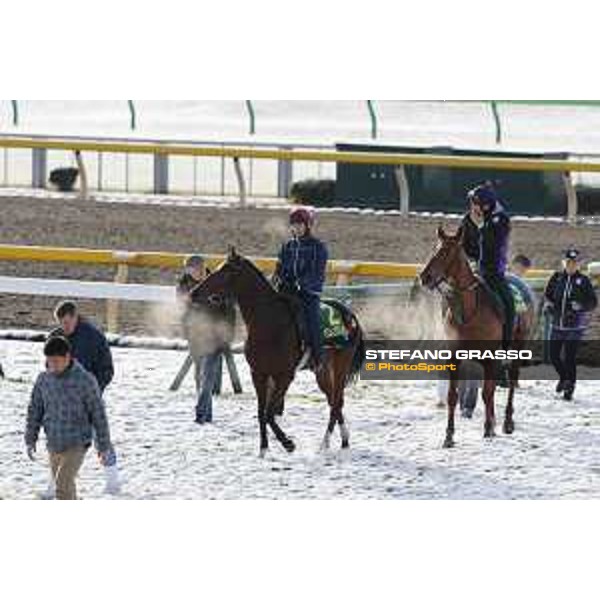 The 36th Japan Cup in association with Longines - Morning track works at Fuchu racecourse - Iquitos and Nightflower Tokyo,25th nov.2016 ph.Stefano Grasso