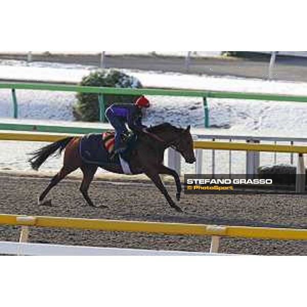 The 36th Japan Cup in association with Longines - Morning track works at Fuchu racecourse - Erupt Tokyo,25th nov.2016 ph.Stefano Grasso
