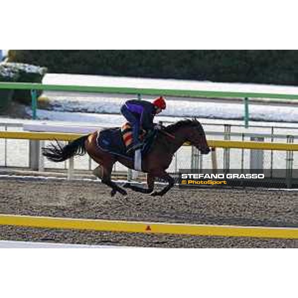 The 36th Japan Cup in association with Longines - Morning track works at Fuchu racecourse - Erupt Tokyo,25th nov.2016 ph.Stefano Grasso
