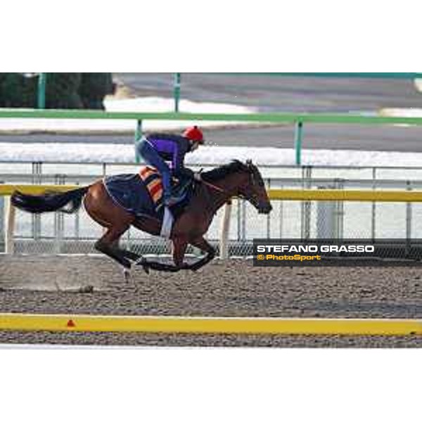 The 36th Japan Cup in association with Longines - Morning track works at Fuchu racecourse - Erupt Tokyo,25th nov.2016 ph.Stefano Grasso