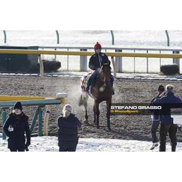 The 36th Japan Cup in association with Longines - Morning track works at Fuchu racecourse - Erupt and his connection Tokyo,25th nov.2016 ph.Stefano Grasso