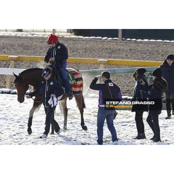 The 36th Japan Cup in association with Longines - Morning track works at Fuchu racecourse - Erupt and his connection Tokyo,25th nov.2016 ph.Stefano Grasso