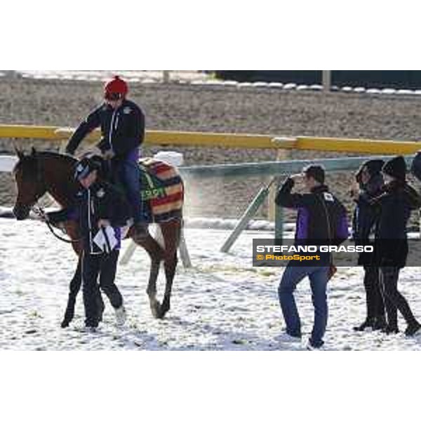 The 36th Japan Cup in association with Longines - Morning track works at Fuchu racecourse - Erupt and his connection Tokyo,25th nov.2016 ph.Stefano Grasso