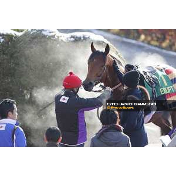 The 36th Japan Cup in association with Longines - Morning track works at Fuchu racecourse - A caress to Erupt by Electra Niarchos Tokyo,25th nov.2016 ph.Stefano Grasso