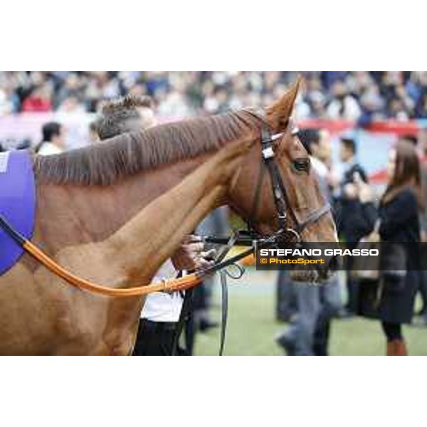 The 36th Japan Cup in association with Longines - Nightflower Tokyo,27th nov.2016 ph.Stefano Grasso/Longines