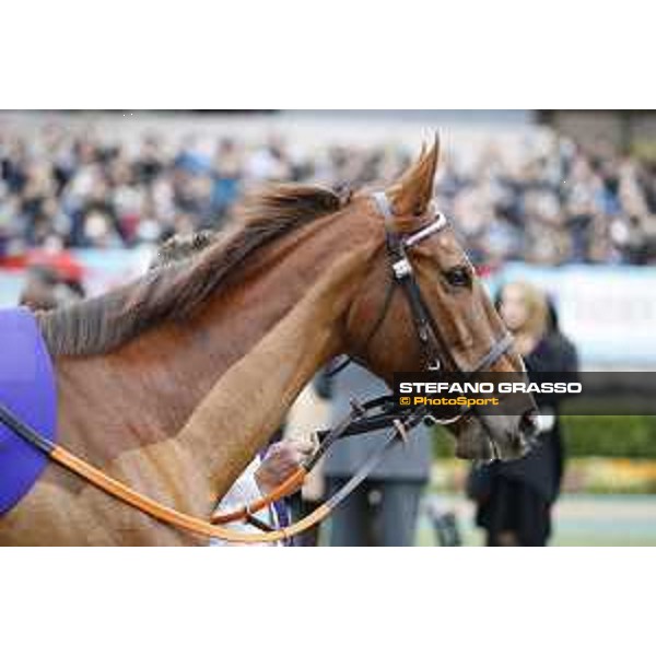 The 36th Japan Cup in association with Longines - Nightflower Tokyo,27th nov.2016 ph.Stefano Grasso/Longines