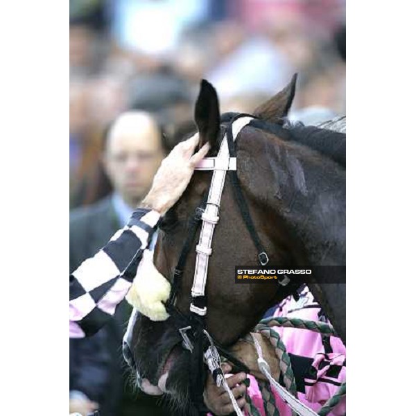 a caress for Desert Quiet winner of the Premio Sergio Cumani Milan San Siro 15th october 2006 ph. Stefano Grasso