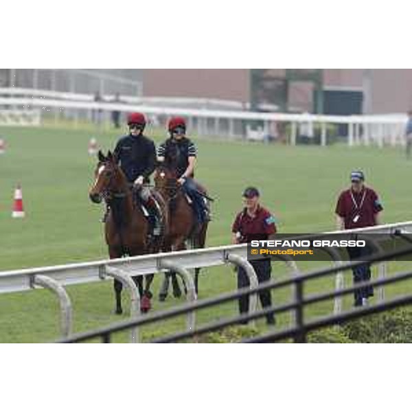 Sha Tin - Morning track works - Highland Reel and Cougar Mountain Sha Tin,7th dec.2016 ph.Stefano Grasso