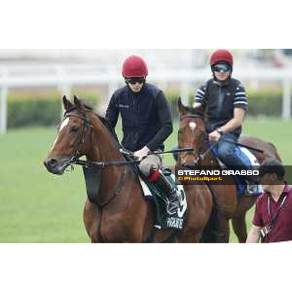 Sha Tin - Morning track works - Highland Reel and Cougar Mountain Sha Tin,7th dec.2016 ph.Stefano Grasso