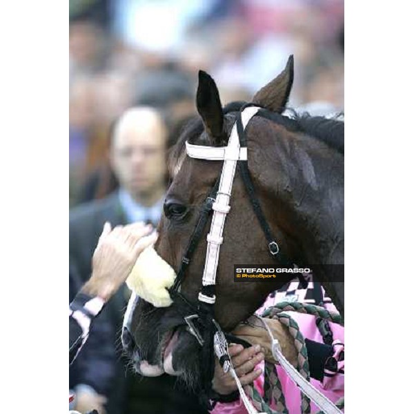 a caress for Desert Quiet winner of the Premio Sergio Cumani Milan San Siro 15th october 2006 ph. Stefano Grasso