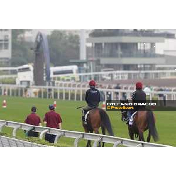 Sha Tin - Morning track works - Highland Reel and Cougar Mountain Sha Tin,7th dec.2016 ph.Stefano Grasso