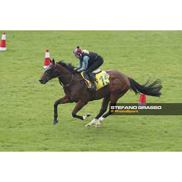 Sha Tin - Morning track works - Takedown Sha Tin,7th dec.2016 ph.Stefano Grasso