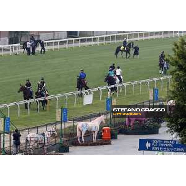Sha Tin - Morning track works - The Japanese Connection Sha Tin,7th dec.2016 ph.Stefano Grasso