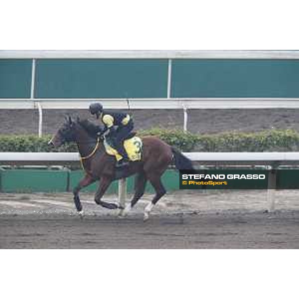 Sha Tin - Morning track works - Big Arthur Sha Tin,7th dec.2016 ph.Stefano Grasso
