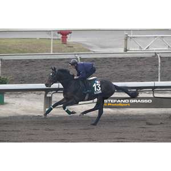 Sha Tin - Morning track works - Silverwave Sha Tin,7th dec.2016 ph.Stefano Grasso