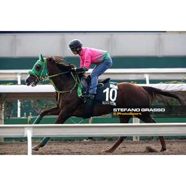 Sha Tin - Morning track works - Nuovo Record Sha Tin,7th dec.2016 ph.Stefano Grasso