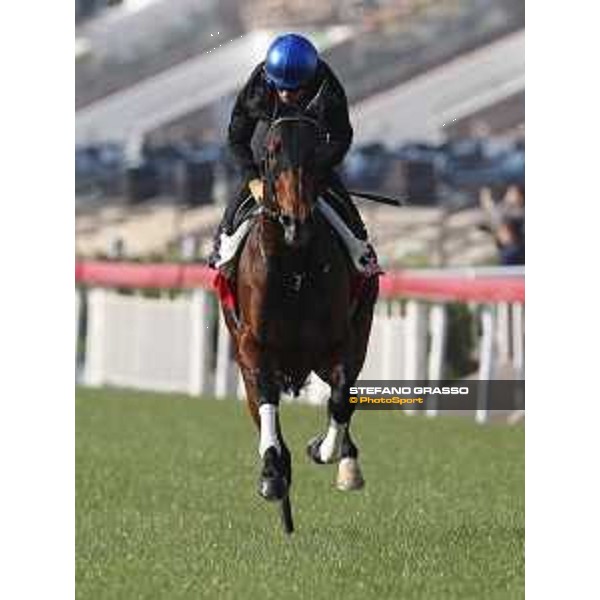Longines Hong Kong International Races - Morning track works - Staphanos Hong Kong - Sha Tin racecourse,8th dec.2016 ph.Stefano Grasso/Longines