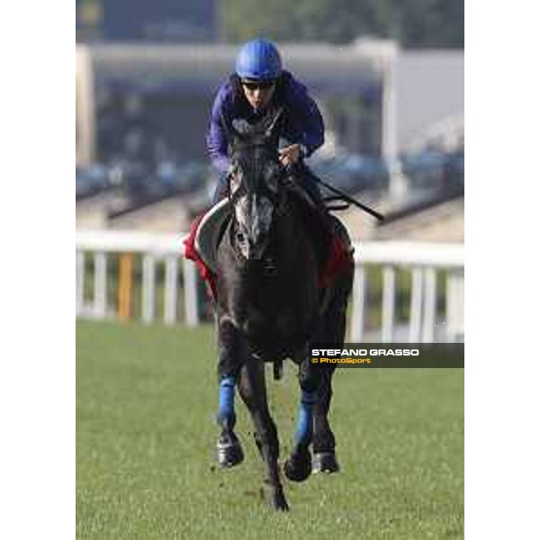 Longines Hong Kong International Races - Morning track works - Yutaka Take on A Shin Hikari Hong Kong - Sha Tin racecourse,8th dec.2016 ph.Stefano Grasso/Longines
