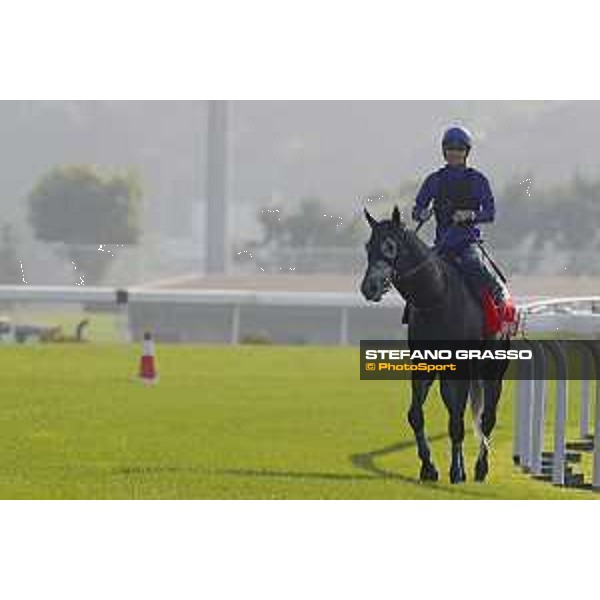 Longines Hong Kong International Races - Morning track works - Yutaka Take on A Shin Hikari Hong Kong - Sha Tin racecourse,8th dec.2016 ph.Stefano Grasso/Longines