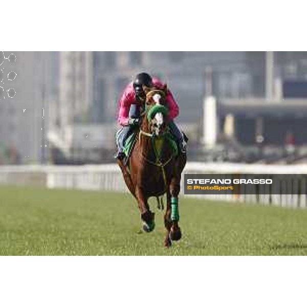 Longines Hong Kong International Races - Morning track works - Nuovo Record Hong Kong - Sha Tin racecourse,8th dec.2016 ph.Stefano Grasso/Longines