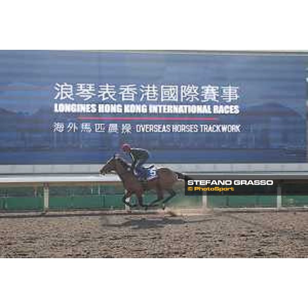 Longines Hong Kong International Races - Morning track works - Cougar Mountain Hong Kong - Sha Tin racecourse,9th dec.2016 ph.Stefano Grasso/Longines