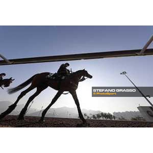 Longines Hong Kong International Races - Morning track works - Highland Reel Hong Kong - Sha Tin racecourse,9th dec.2016 ph.Stefano Grasso/Longines