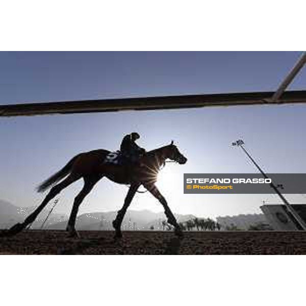 Longines Hong Kong International Races - Morning track works - Cougar Mountain Hong Kong - Sha Tin racecourse,9th dec.2016 ph.Stefano Grasso/Longines