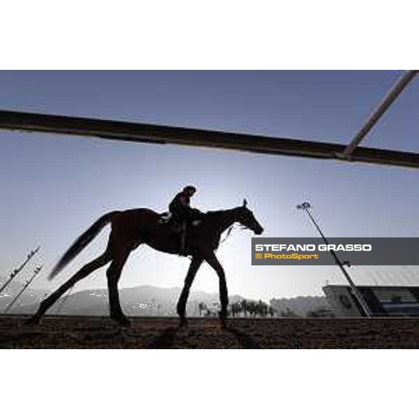 Longines Hong Kong International Races - Morning track works - Big Orange Hong Kong - Sha Tin racecourse,9th dec.2016 ph.Stefano Grasso/Longines