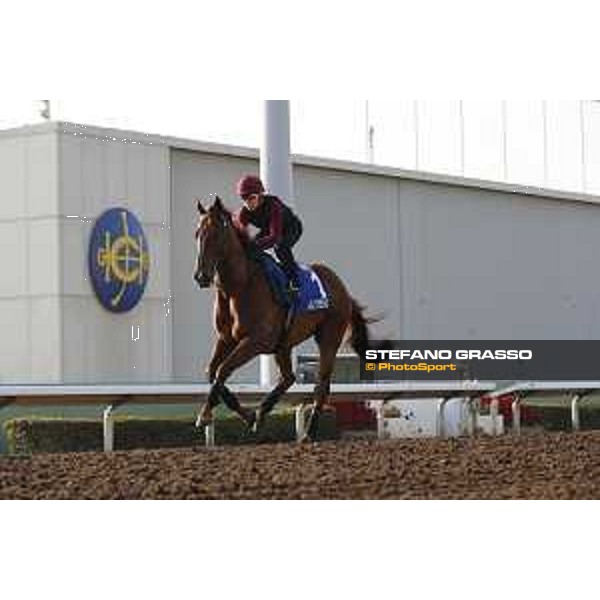 Longines Hong Kong International Races - Morning track works - Able Friend Hong Kong - Sha Tin racecourse,9th dec.2016 ph.Stefano Grasso/Longines
