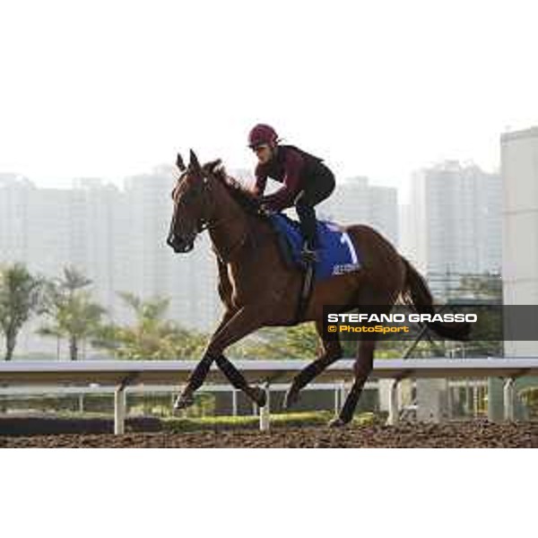 Longines Hong Kong International Races - Morning track works - Able Friend Hong Kong - Sha Tin racecourse,9th dec.2016 ph.Stefano Grasso/Longines