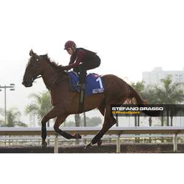 Longines Hong Kong International Races - Morning track works - Able Friend Hong Kong - Sha Tin racecourse,9th dec.2016 ph.Stefano Grasso/Longines