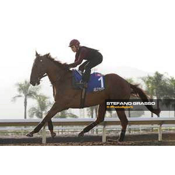 Longines Hong Kong International Races - Morning track works - Able Friend Hong Kong - Sha Tin racecourse,9th dec.2016 ph.Stefano Grasso/Longines