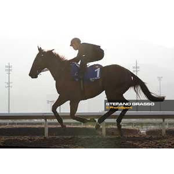 Longines Hong Kong International Races - Morning track works - Able Friend Hong Kong - Sha Tin racecourse,9th dec.2016 ph.Stefano Grasso/Longines