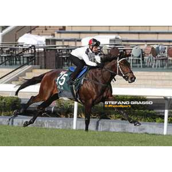 Longines Hong Kong International Races - Morning track works - Quechua Hong Kong - Sha Tin racecourse,9th dec.2016 ph.Stefano Grasso/Longines