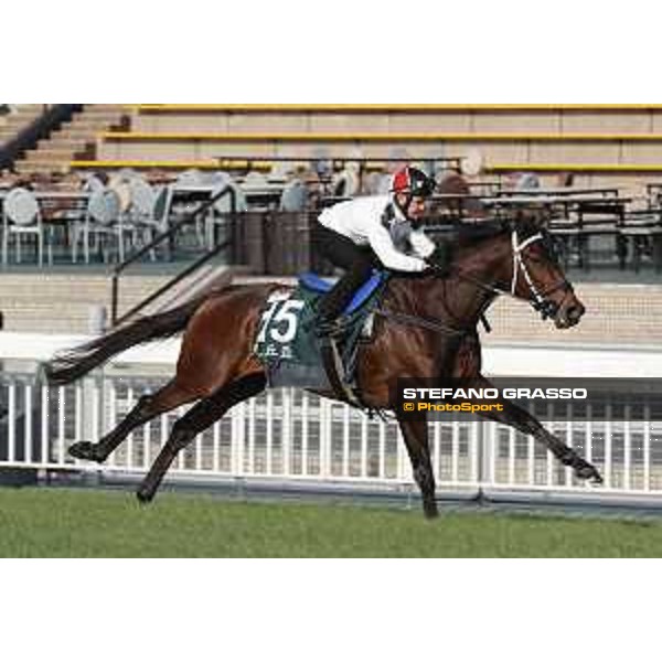 Longines Hong Kong International Races - Morning track works - Quechua Hong Kong - Sha Tin racecourse,9th dec.2016 ph.Stefano Grasso/Longines