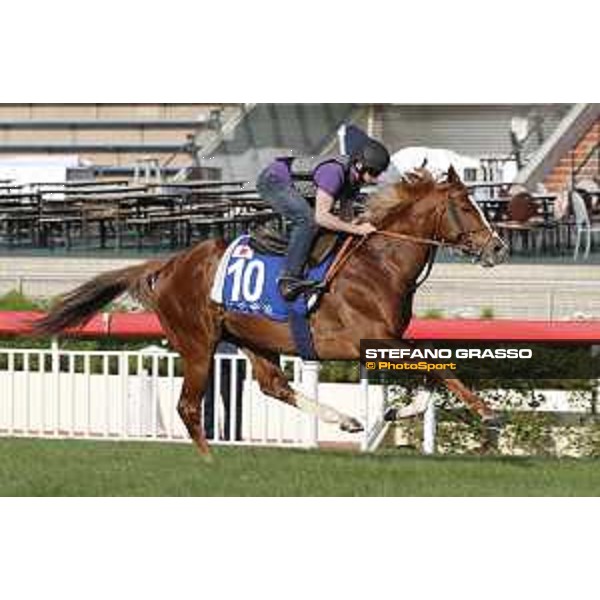 Longines Hong Kong International Races - Morning track works - Ryan Moore on Neorealism Hong Kong - Sha Tin racecourse,9th dec.2016 ph.Stefano Grasso/Longines