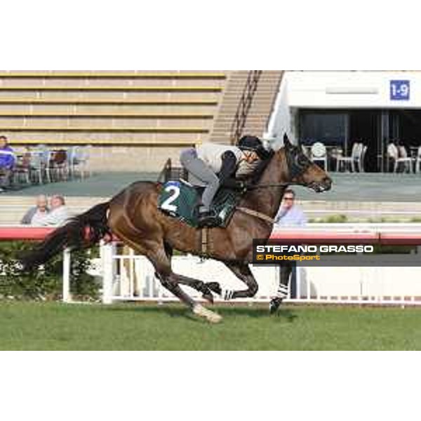 Longines Hong Kong International Races - Morning track works - Benzini Hong Kong - Sha Tin racecourse,9th dec.2016 ph.Stefano Grasso/Longines