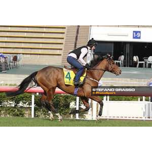 Longines Hong Kong International Races - Morning track works - Growl Hong Kong - Sha Tin racecourse,9th dec.2016 ph.Stefano Grasso/Longines