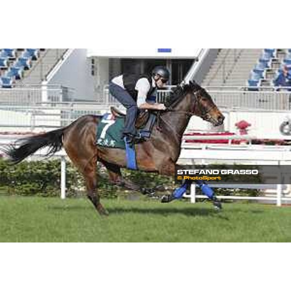 Longines Hong Kong International Races - Morning track works - Garlingari Hong Kong - Sha Tin racecourse,9th dec.2016 ph.Stefano Grasso/Longines