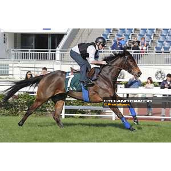Longines Hong Kong International Races - Morning track works - Garlingari Hong Kong - Sha Tin racecourse,9th dec.2016 ph.Stefano Grasso/Longines