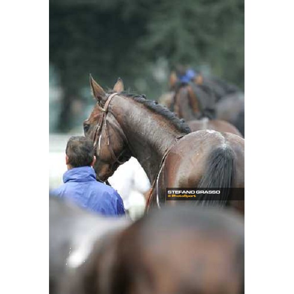 horses away. Milan San Siro, 14th october 2006 ph. Stefano Grasso
