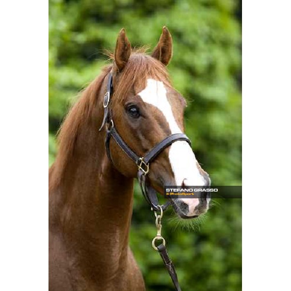 a close up for Altieri at Azienda Agricola Luciani Velletri (RM) 22nd april 2006 ph.Stefano Grasso