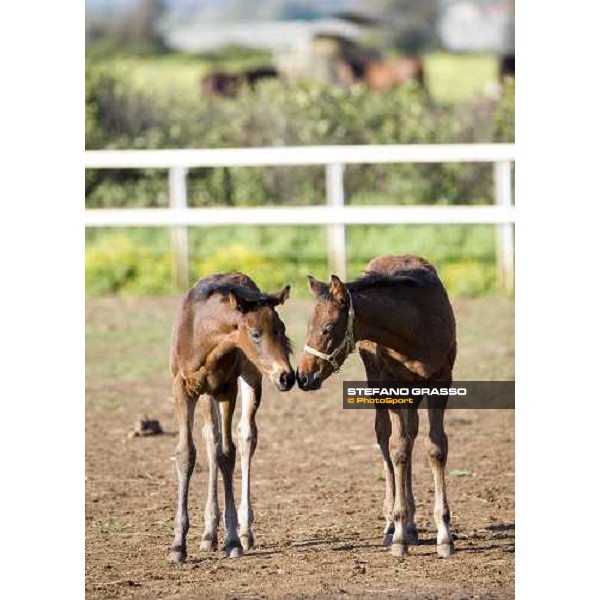 foals playing in the paddocks of Azienda Agricola Loreto Luciani Velletri (Roma) , 22nd april 2006 ph. Stefano Grasso