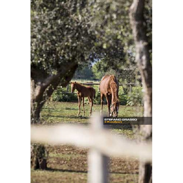 foals and mare in the paddocks of at Azienda Agricola Loreto Luciani Velletri (Roma) , 22nd april 2006 ph. Stefano Grasso