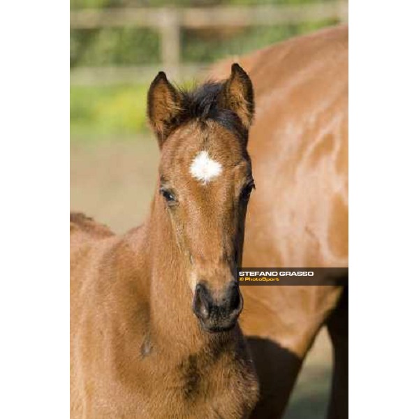 a foal in the paddocks of Azienda Agricola Loreto Luciani Velletri (Roma) , 22nd april 2006 ph. Stefano Grasso