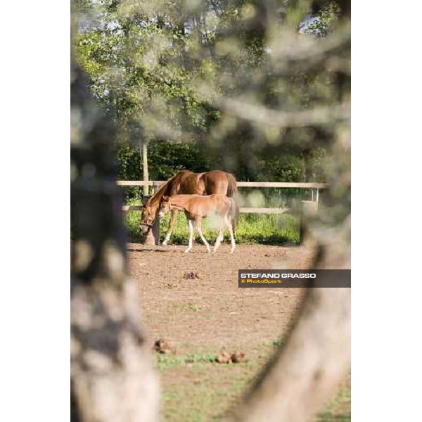 foals and mare in the paddocks of Azienda Agricola Loreto Luciani Velletri (Roma) , 22nd april 2006 ph. Stefano Grasso