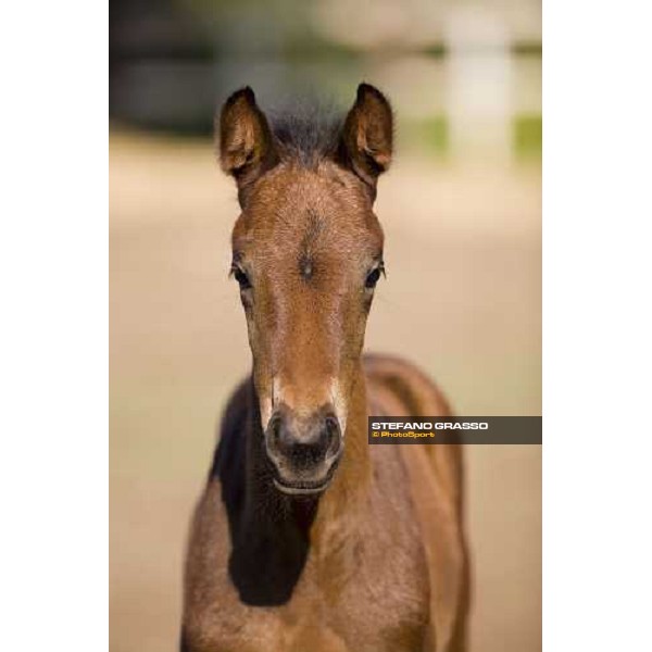 close up for a foal at Azienda Agricola Loreto Luciani Velletri (Roma) , 22nd april 2006 ph. Stefano Grasso