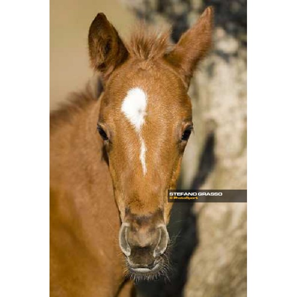 a foal at Azienda Agricola Loreto Luciani Velletri (Roma) , 22nd april 2006 ph. Stefano Grasso