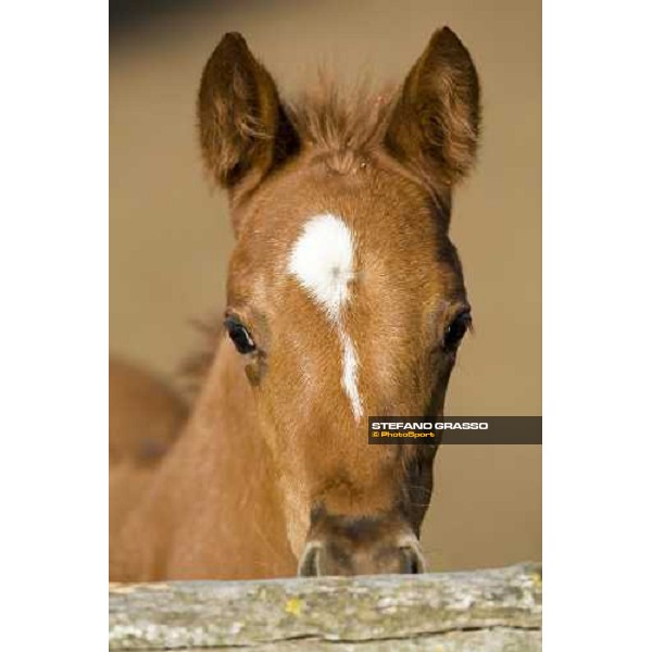 a foal in the paddocks of Azienda Agricola Loreto Luciani Velletri (Roma) , 22nd april 2006 ph. Stefano Grasso