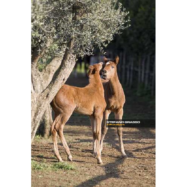 foals in the paddocks of at Azienda Agricola Loreto Luciani Velletri (Roma) , 22nd april 2006 ph. Stefano Grasso